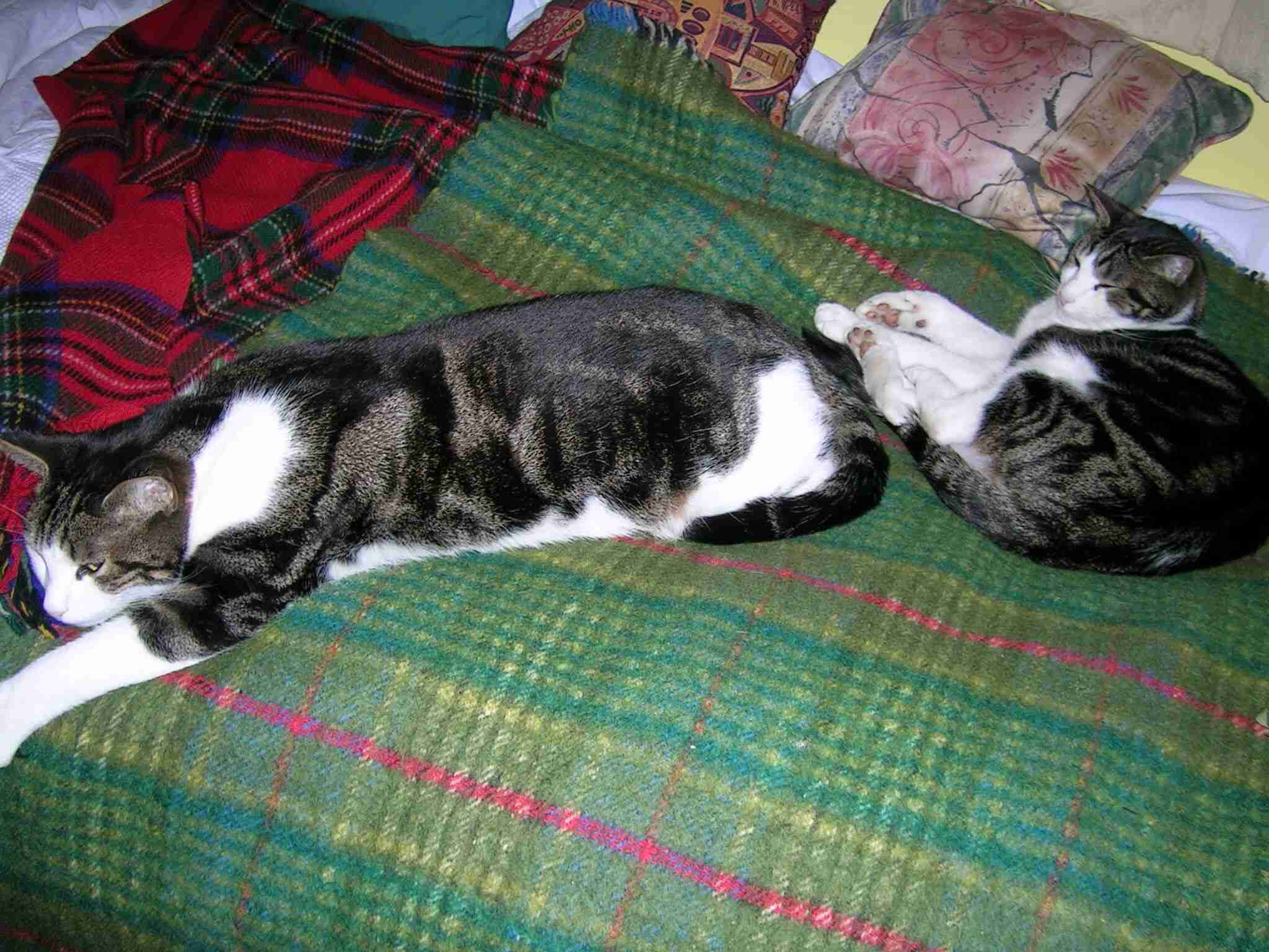 猫とのエピソードを語ろう