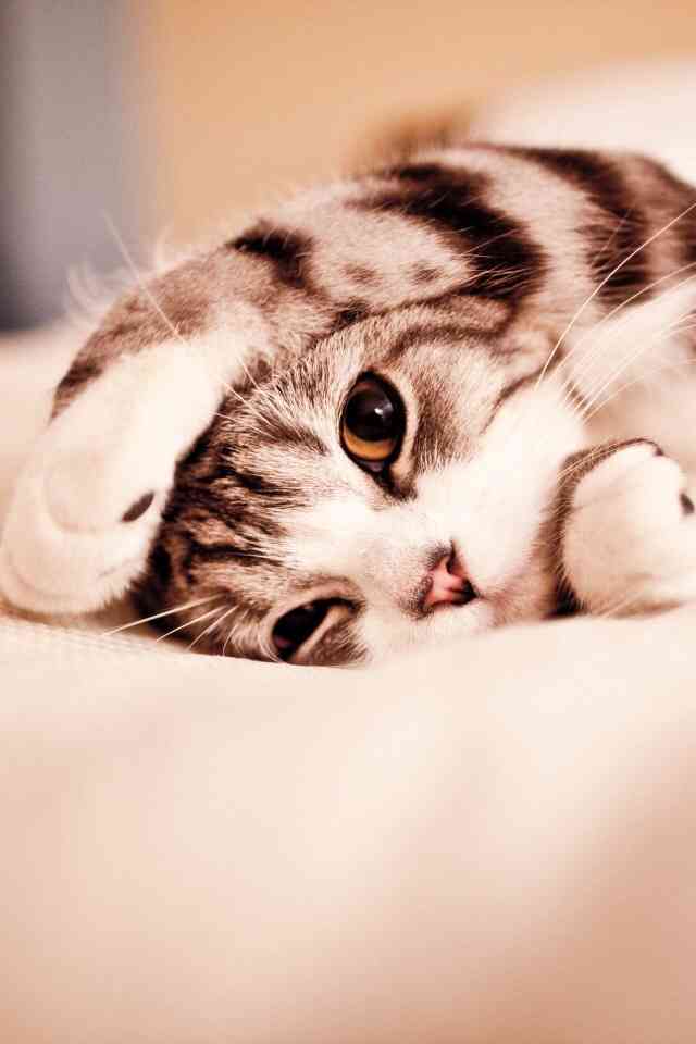 猫とのエピソードを語ろう