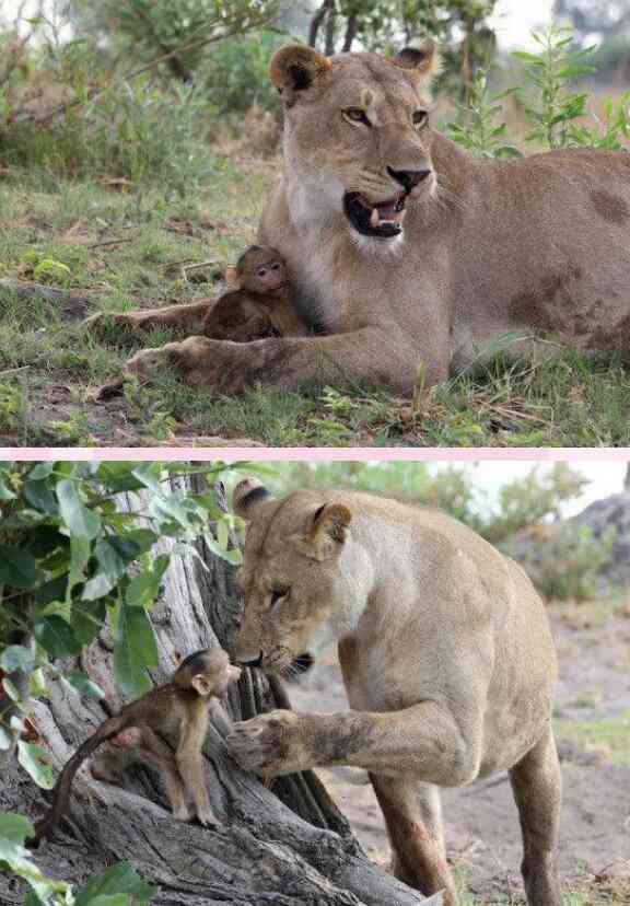 動物同士の感動シーン