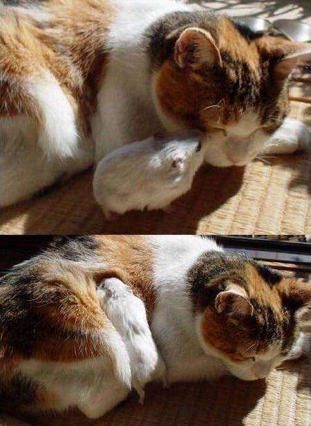 動物同士の感動シーン