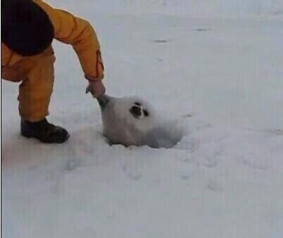 動物同士の感動シーン