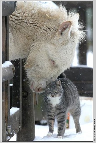 動物同士の感動シーン
