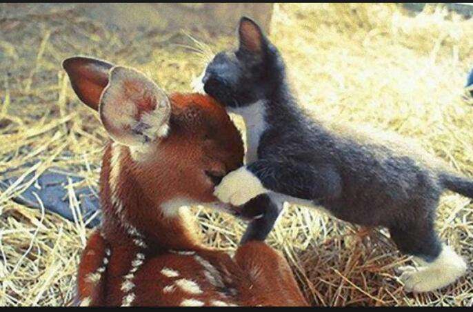 動物同士の感動シーン