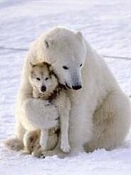 動物同士の感動シーン