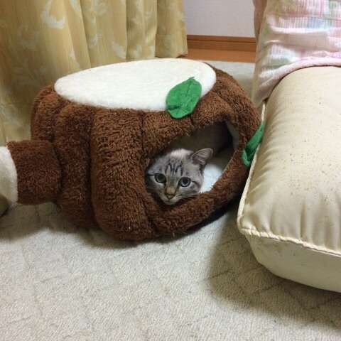天使すぎる子猫たち…手のひらの上でスヤスヤ眠る特集