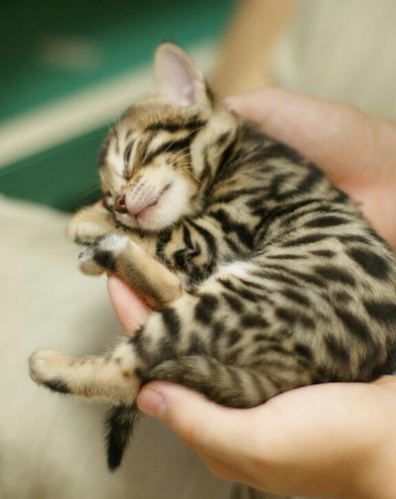 天使すぎる子猫たち…手のひらの上でスヤスヤ眠る特集