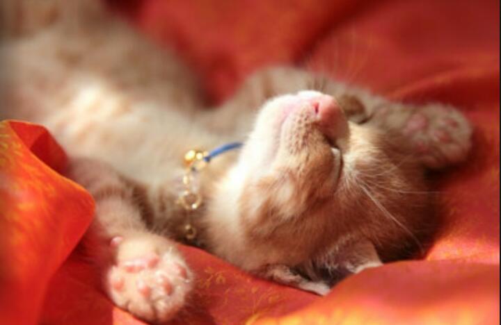 天使すぎる子猫たち…手のひらの上でスヤスヤ眠る特集