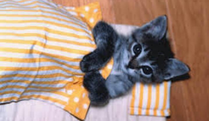 天使すぎる子猫たち…手のひらの上でスヤスヤ眠る特集