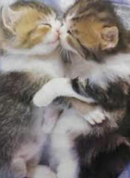 天使すぎる子猫たち…手のひらの上でスヤスヤ眠る特集