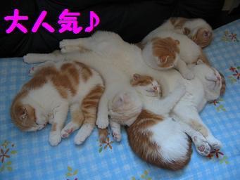 天使すぎる子猫たち…手のひらの上でスヤスヤ眠る特集