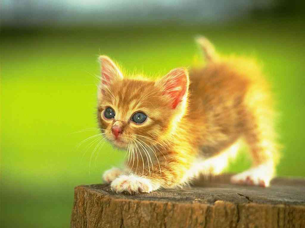 天使すぎる子猫たち…手のひらの上でスヤスヤ眠る特集