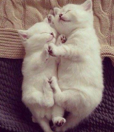 天使すぎる子猫たち…手のひらの上でスヤスヤ眠る特集