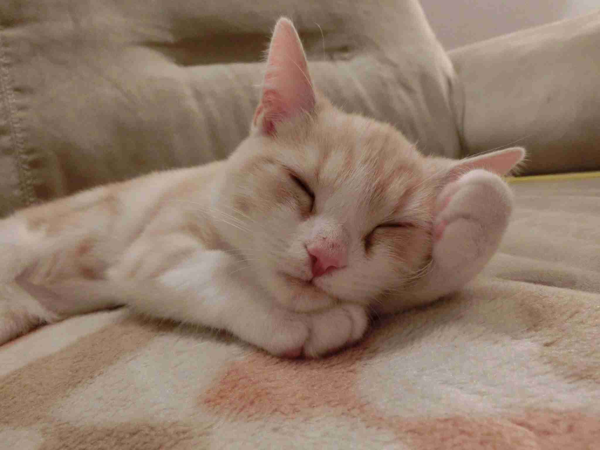 天使すぎる子猫たち…手のひらの上でスヤスヤ眠る特集