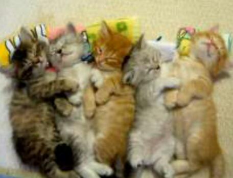 天使すぎる子猫たち…手のひらの上でスヤスヤ眠る特集