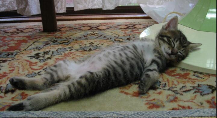 天使すぎる子猫たち…手のひらの上でスヤスヤ眠る特集