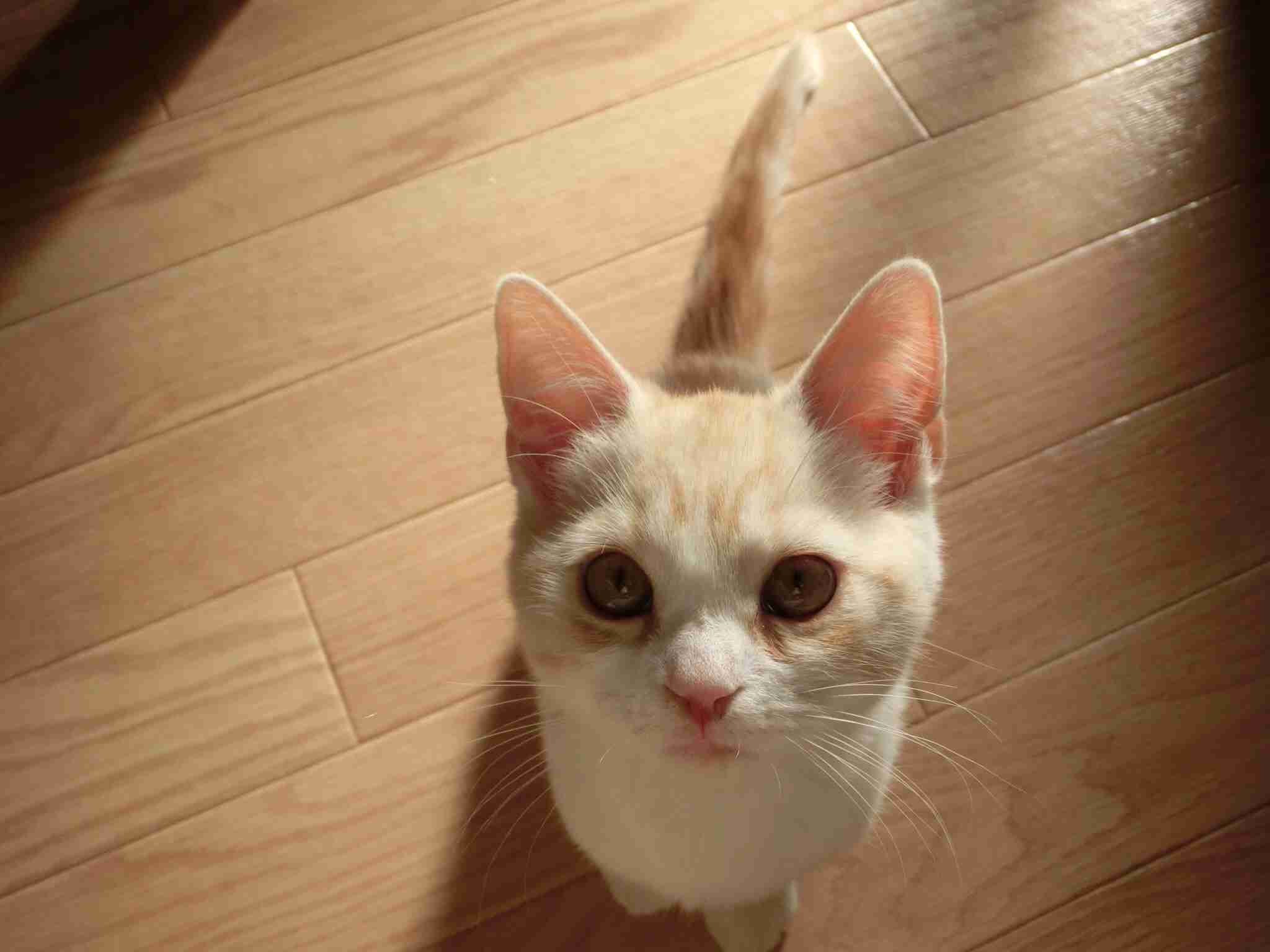 天使すぎる子猫たち…手のひらの上でスヤスヤ眠る特集