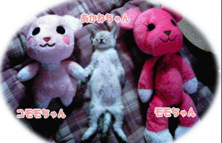 天使すぎる子猫たち…手のひらの上でスヤスヤ眠る特集
