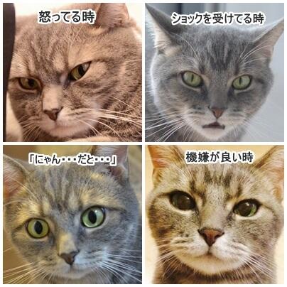 【画像】ホットカーペットがあったかいことに気付いた顔が可愛いｗ