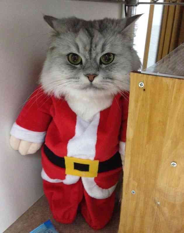 ダサい！クリスマスセーターを貼るトピ