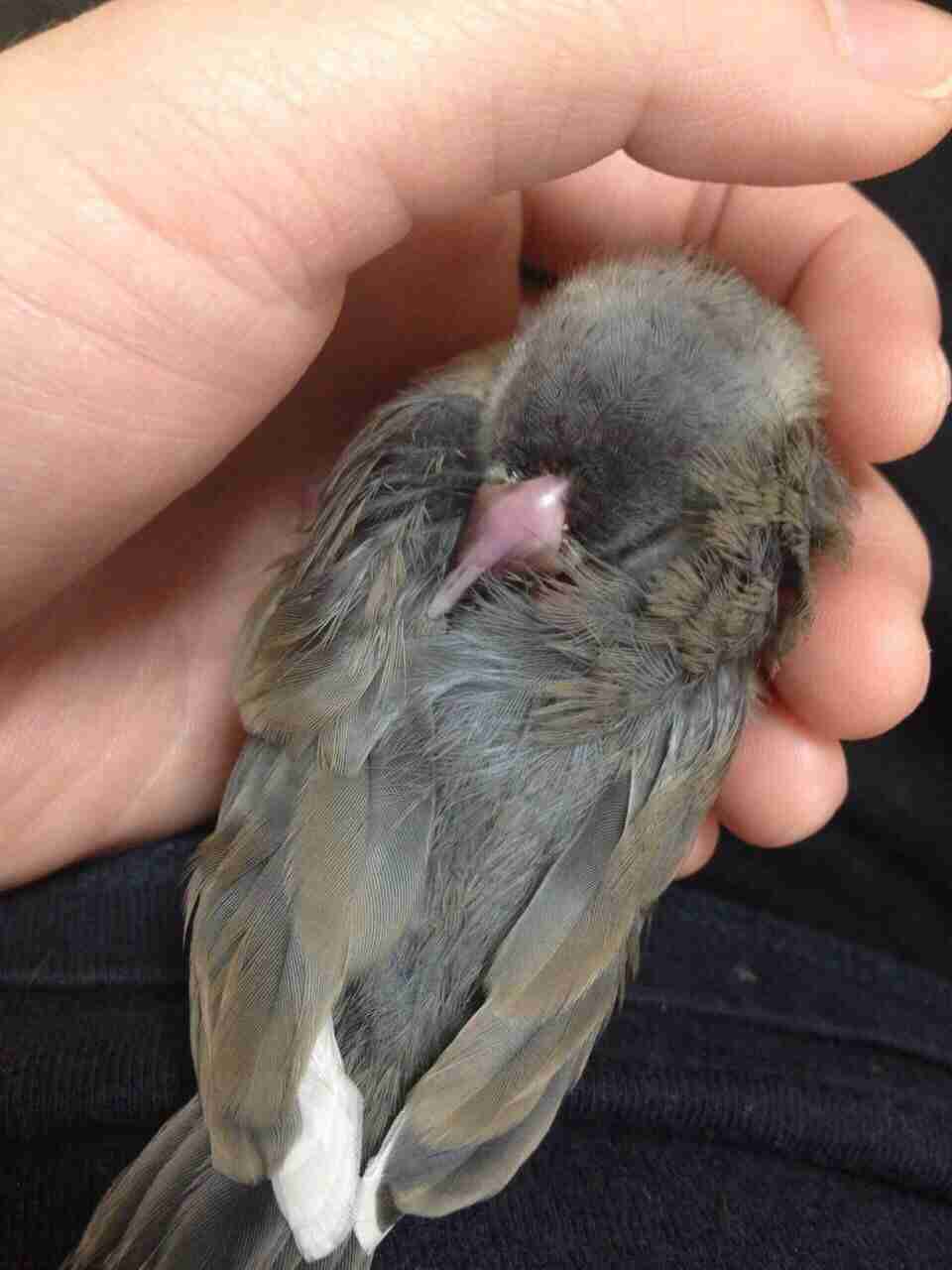亡きペットへ伝えたいこと。