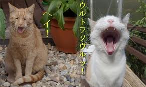 勇気・元気を分けてもらうトピ