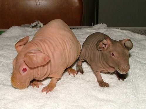 【閲覧注意？】珍しい生き物を貼るトピ