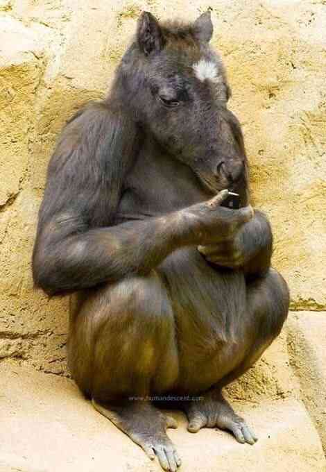 【閲覧注意？】珍しい生き物を貼るトピ