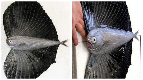 【閲覧注意？】珍しい生き物を貼るトピ