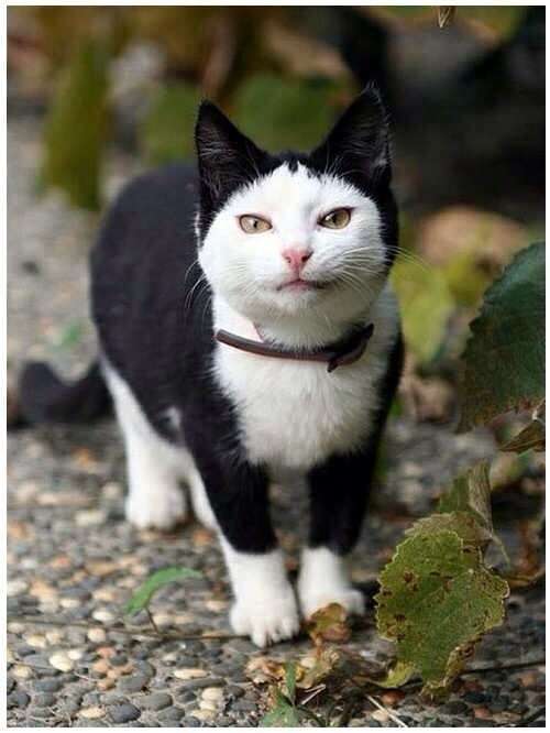 【閲覧注意？】珍しい生き物を貼るトピ