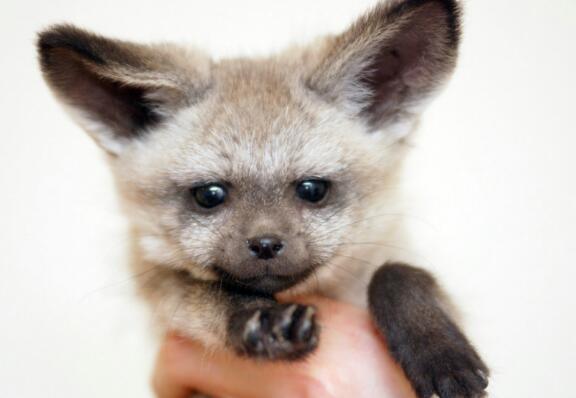 【閲覧注意？】珍しい生き物を貼るトピ