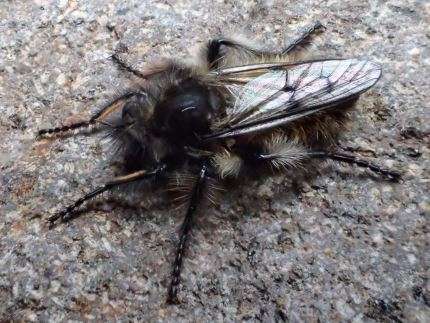 【閲覧注意？】珍しい生き物を貼るトピ