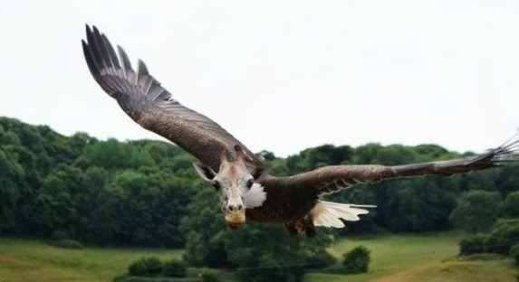 【閲覧注意？】珍しい生き物を貼るトピ