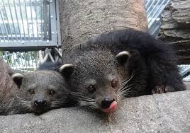 【閲覧注意？】珍しい生き物を貼るトピ