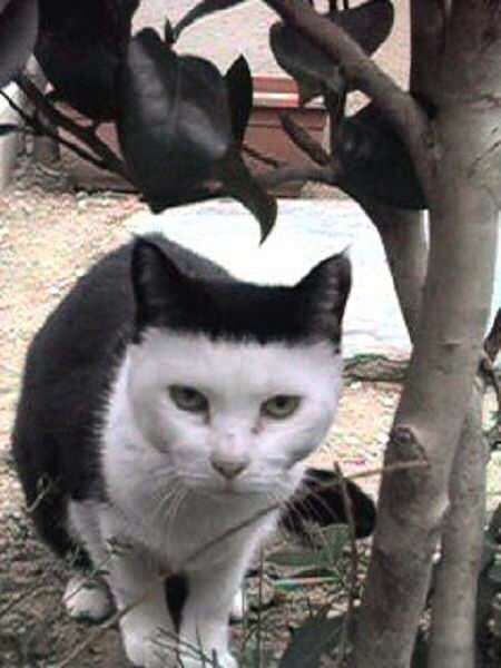 【閲覧注意？】珍しい生き物を貼るトピ