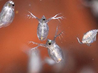 【閲覧注意？】珍しい生き物を貼るトピ