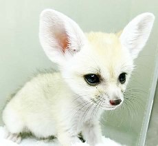 【閲覧注意？】珍しい生き物を貼るトピ