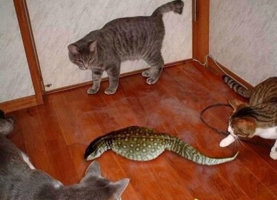 【閲覧注意？】珍しい生き物を貼るトピ