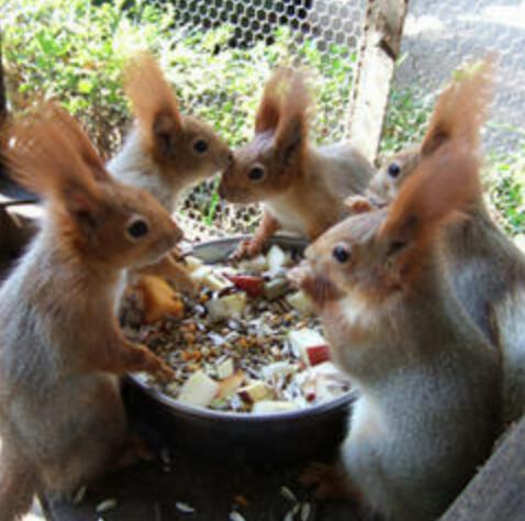 【閲覧注意？】珍しい生き物を貼るトピ