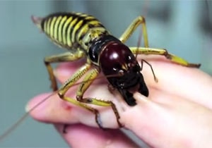 【閲覧注意？】珍しい生き物を貼るトピ