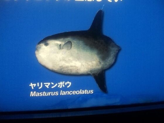 【閲覧注意？】珍しい生き物を貼るトピ