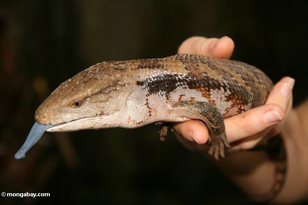 【閲覧注意？】珍しい生き物を貼るトピ