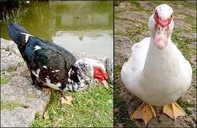 【閲覧注意？】珍しい生き物を貼るトピ