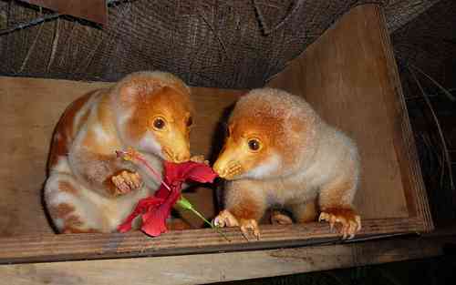 【閲覧注意？】珍しい生き物を貼るトピ