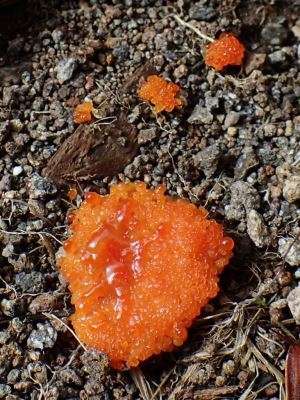 【閲覧注意？】珍しい生き物を貼るトピ