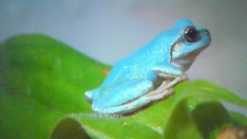 【閲覧注意？】珍しい生き物を貼るトピ