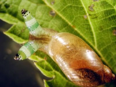 【閲覧注意？】珍しい生き物を貼るトピ