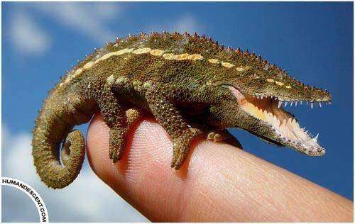 【閲覧注意？】珍しい生き物を貼るトピ