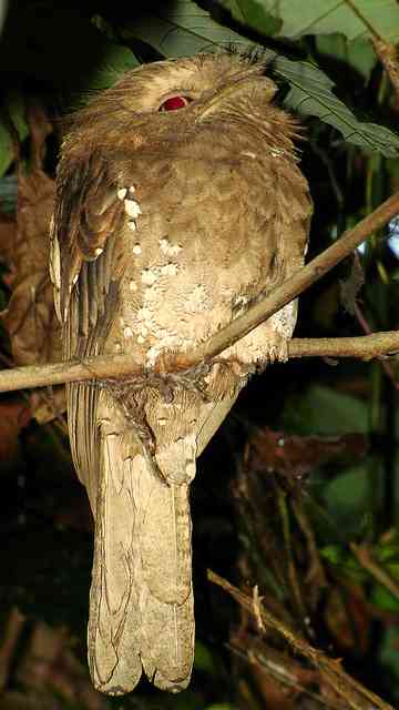 【閲覧注意？】珍しい生き物を貼るトピ