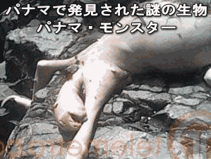 【閲覧注意？】珍しい生き物を貼るトピ