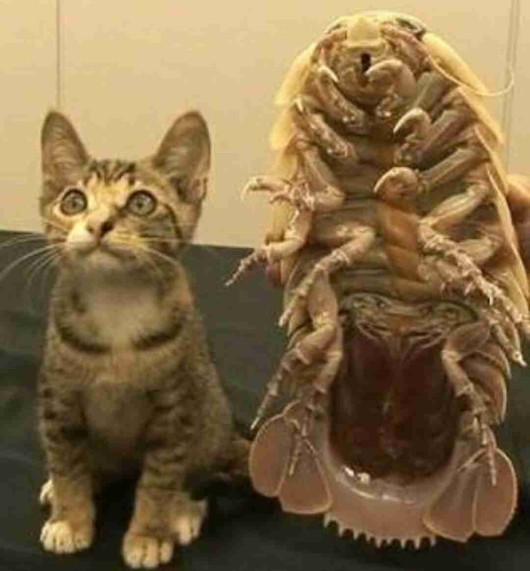 【閲覧注意？】珍しい生き物を貼るトピ